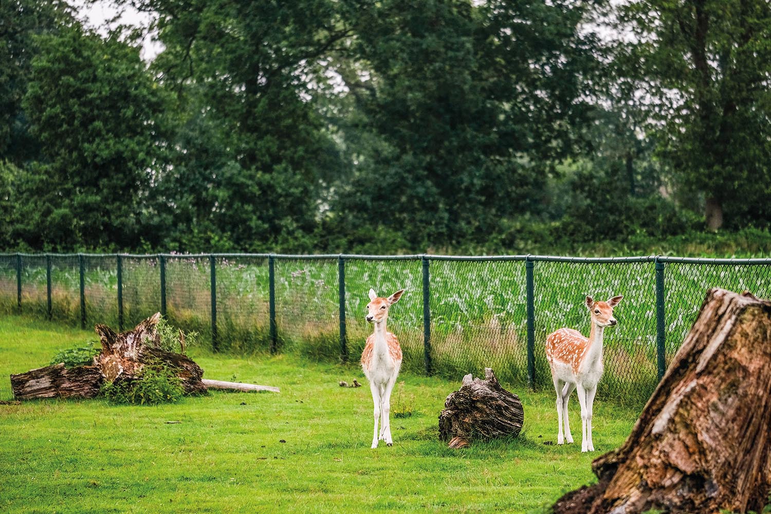 Camping Drijfveer Tusken de Marren4